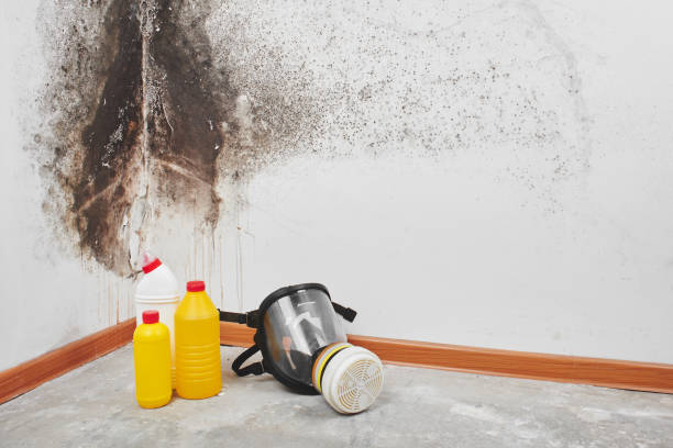 Attic Mold Removal in Williamsville, IL