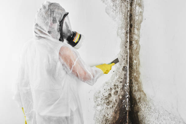 Best Mold Removal Company Near Me  in Wliamsvle, IL