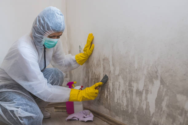 Best Mold Removal Near Me  in Wliamsvle, IL