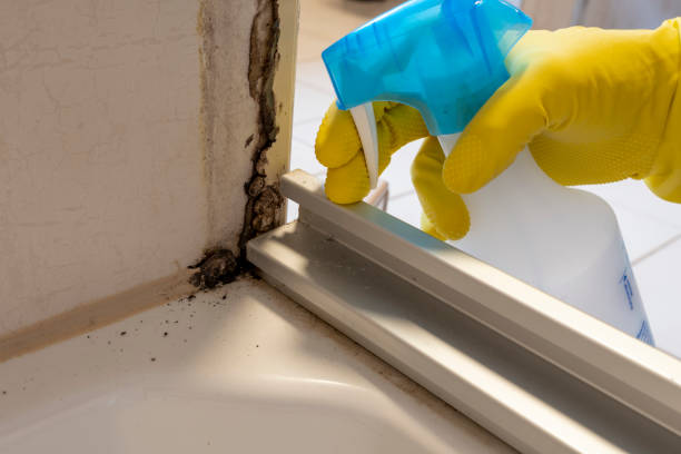 Best Black Mold Removal  in Wliamsvle, IL