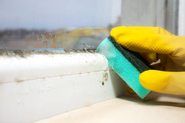 Best Mold Testing  in Wliamsvle, IL