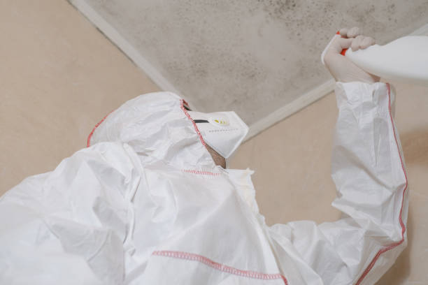 Best Affordable Mold Removal  in Wliamsvle, IL