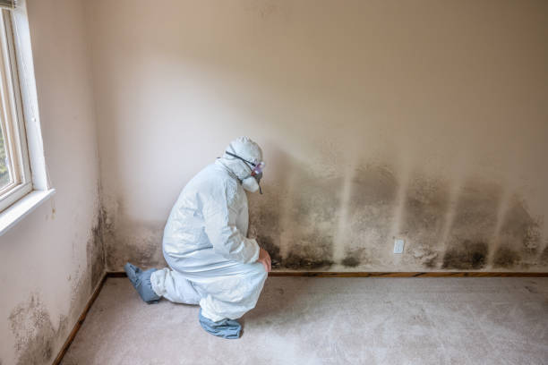Best Mold Cleaning Services  in Wliamsvle, IL