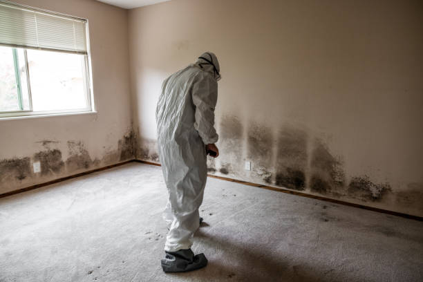 Best Professional Mold Removal  in Wliamsvle, IL