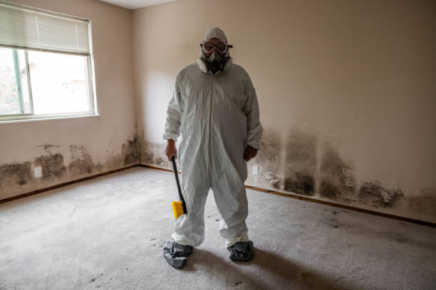 Best Residential Mold Removal  in Wliamsvle, IL