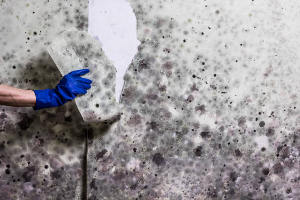 Reliable Williamsville, IL Mold Removal Solutions