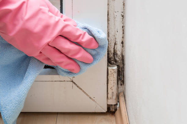 Best Emergency Mold Removal  in Wliamsvle, IL